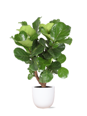 Ficus Lyrata (vertakt) Ø24cm ↕110cm in Boule WIT pot