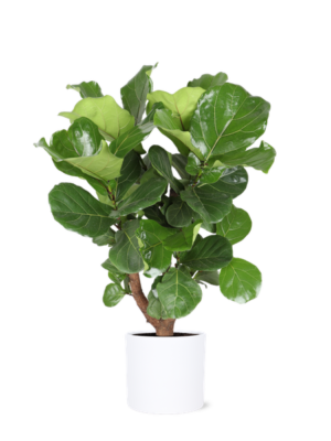 Ficus Lyrata (vertakt) Ø24cm ↕110cm in Era WIT pot