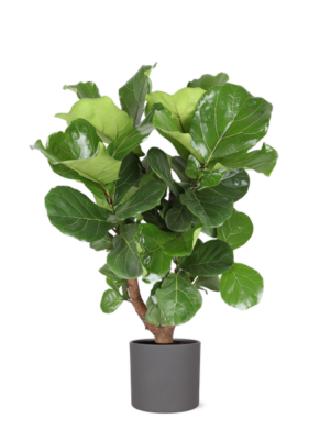 Ficus Lyrata (vertakt) Ø24cm ↕110cm in Era ANTRACIET pot