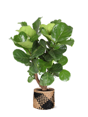 Ficus Lyrata (vertakt) Ø24cm ↕110cm in Albury BLACK print mand