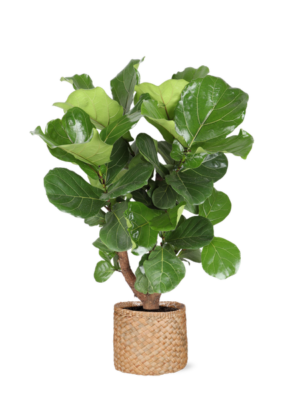 Ficus Lyrata (vertakt) Ø24cm ↕110cm in Albury NATURAL mand
