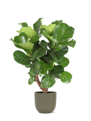 Ficus Lyrata (vertakt) Ø24cm ↕110cm in Boule OLIJF pot