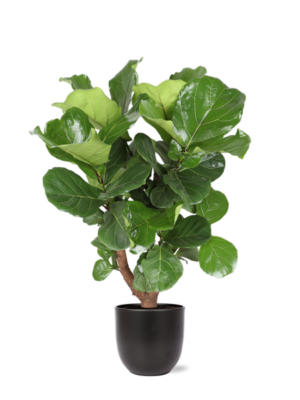 Ficus Lyrata (Vertakt) Ø27cm ↕130cm in Boule ANTRACIET pot