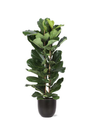 Ficus Lyrata Ø27cm ↕140cm in Boule ANTRACIET pot
