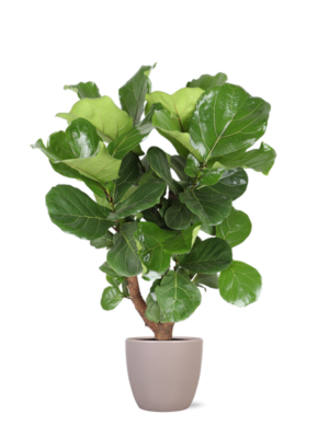 Ficus Lyrata (vertakt) Ø27cm ↕130cm in Boule TAUPE pot