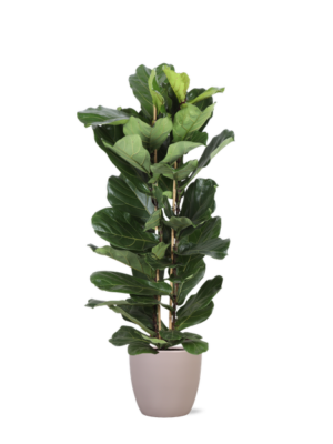 Ficus Lyrata Ø27cm ↕140cm in Boule TAUPE pot