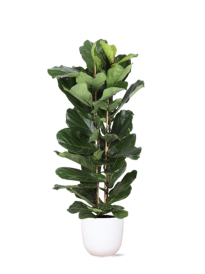 Ficus Lyrata Ø27cm ↕140cm in Boule WIT pot